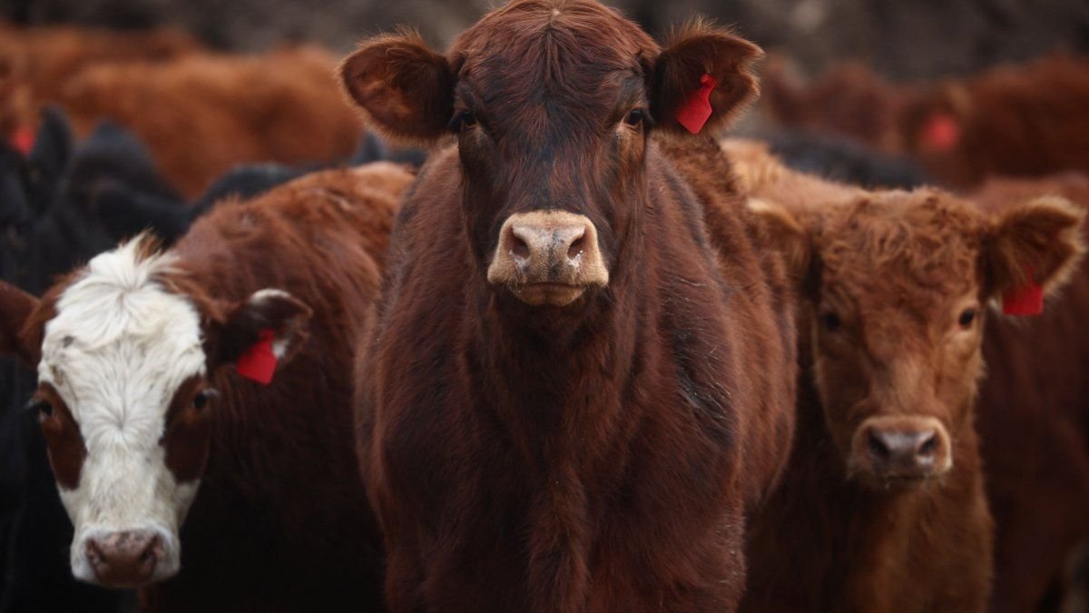Auge de la importación de carne en 2026