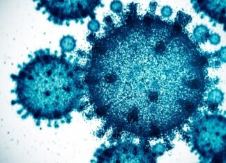 IA crea virus funcionales inéditos para combatir bacterias resistentes