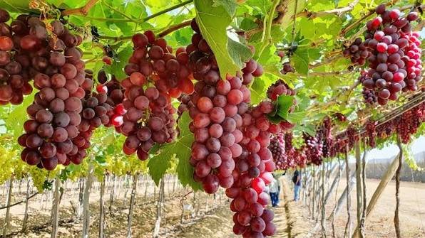 Argentina revela pérdida del 30% de viñedos